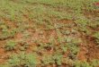689 هکتار اراضی زراعی درعا به زیر کشت عدس رفته است